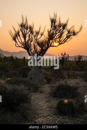 Orangefarbener Sonnenaufgang in der Wüste Stockfoto