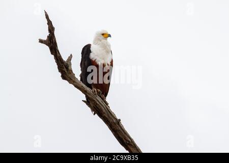 Afrikanischer Weißkopfseeadler, der auf einem Zweig in der Nähe eines Wasserkörpers im Krüger Nationalpark in Südafrika ruht. Stockfoto