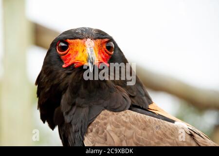 Kopf des Bateleur Adlers in Reserve in Südafrika Stockfoto