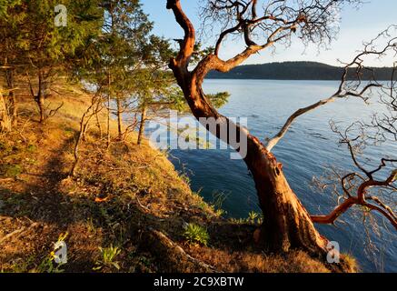 Pacific Madrone (Arbutus menzierii) mit Blick auf Skagit Bay, Skagit Island Marine State Park, Skagit County, Washington State, USA Stockfoto