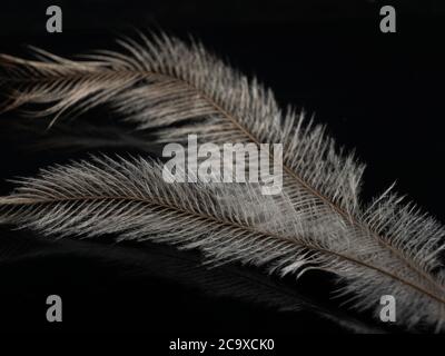 Emu Feather auf dunklem Hintergrund Stockfoto