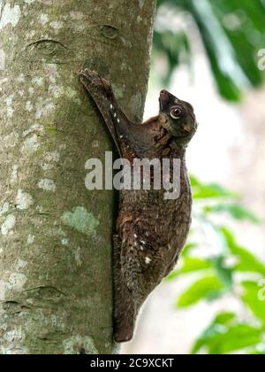 Wilder malaiischer Kolugo (fliegender Lemur) in Singapur Stockfoto