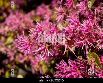 Rosa Rüschenblüten der Chinesischen Fransenblume Stockfoto