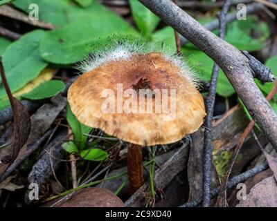 Spinellus Fusiger (Bonnet Mold) wächst auf Pilzen Stockfoto