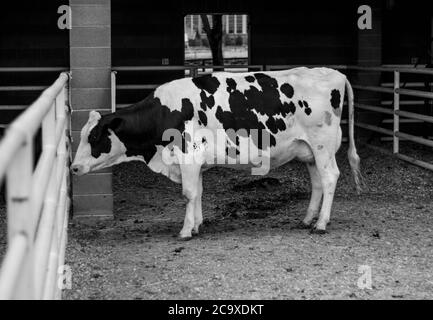 Schwarz und Weiß Milchkuh Stockfoto