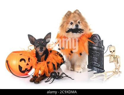 Zwergpinscher und spitz vor weißem Hintergrund Stockfoto
