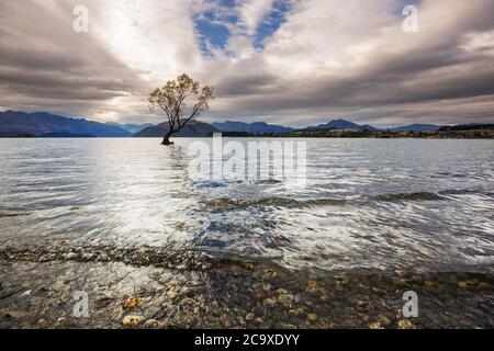 Berühmter Wanaka Baum im Lake Wanaka, Neuseeland. Stockfoto