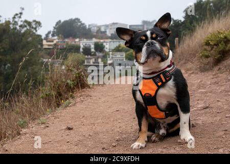 Ein boston Terrier posiert für ein Morgenfoto im Glen Canyon Park in San Francisco, CA, USA. Stockfoto