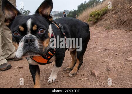 Ein boston Terrier posiert für ein Morgenfoto im Glen Canyon Park in San Francisco, CA, USA. Stockfoto