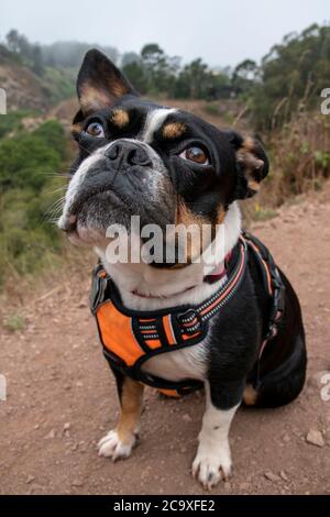 Ein boston Terrier posiert für ein Morgenfoto im Glen Canyon Park in San Francisco, CA, USA. Stockfoto