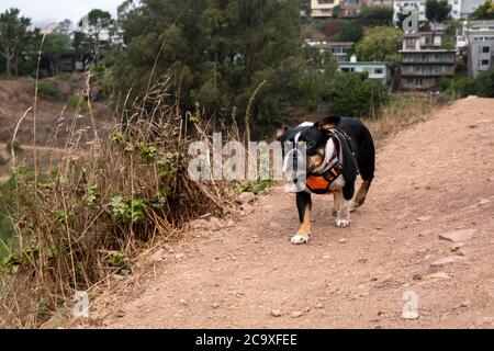 Ein boston Terrier posiert für ein Morgenfoto im Glen Canyon Park in San Francisco, CA, USA. Stockfoto