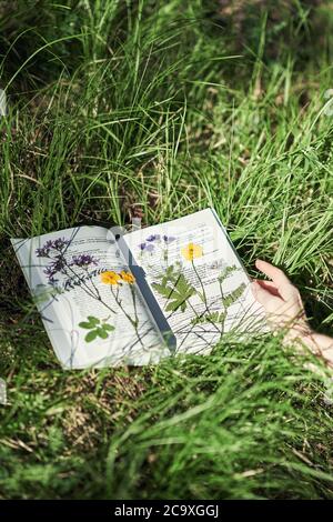 Öffnen Sie Buchseiten auf grünem Gras. Lesen eines Buches im Freien Stockfoto