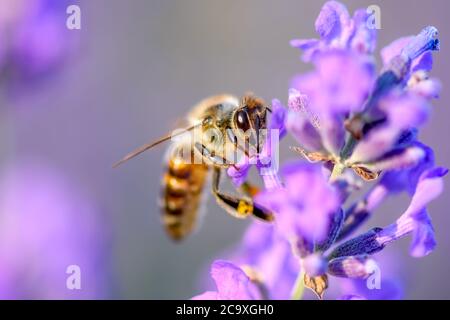 Biene auf der Suche nach Nektar der Lavendelblüte. Nahaufnahme und selektiver Fokus Stockfoto