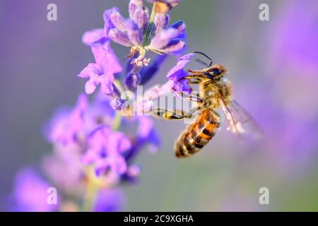 Biene auf der Suche nach Nektar der Lavendelblüte. Nahaufnahme und selektiver Fokus Stockfoto