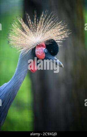 Schließen Sie schöne gekrönte Kran mit blauem Auge und roten Wattle Stockfoto