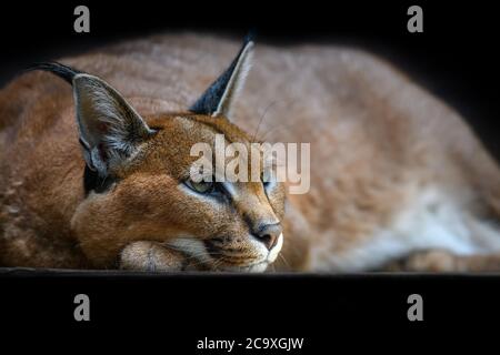 Schöne Karakal Luchs auf schwarzem Hintergrund Stockfoto