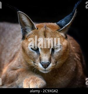 Schöne Karakal Luchs auf schwarzem Hintergrund Stockfoto