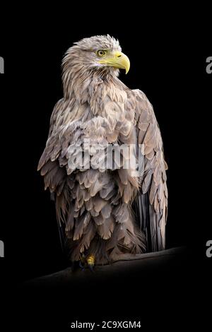 Nahaufnahme Weissschwanz-Adler-Porträt auf schwarzem Hintergrund Stockfoto