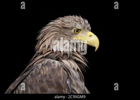 Nahaufnahme Weissschwanz-Adler-Porträt auf schwarzem Hintergrund Stockfoto