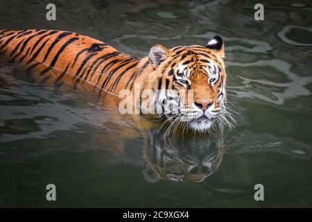 Tiger schwimmend im Wasserteich. Wildes Tier im Naturlebensraum Stockfoto