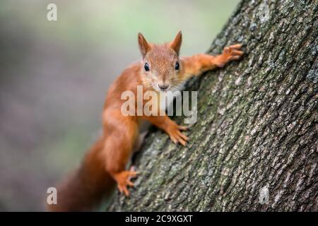 Niedliches rotes Eichhörnchen mit langen spitzen Ohren auf Baum im Herbst forerst Stockfoto