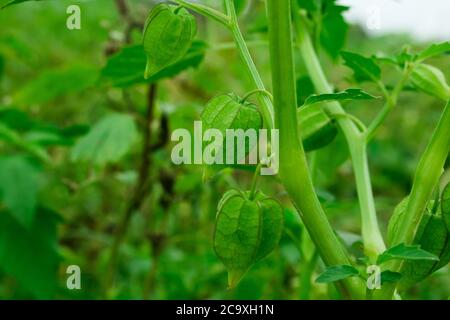 Physalis peruviana, Kap Gooseberry auf dem Baum in Bio-Farmen. Nährwertangaben über Rasbhari, Cape Stachelbeeren oder Golden Berries, Golden B Stockfoto