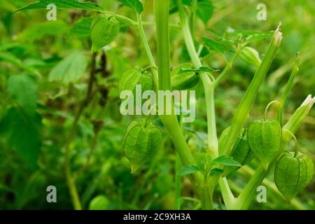 Nährwertangaben über Rasbhari, Cape Stachelbeeren oder Golden Berries, Golden Berry Heilpflanze Stockfoto