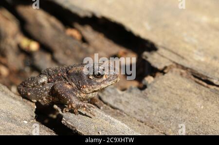 Ein niedliches kleines Baby Common Kröte, Bufo Bufo, Jagd nach Nahrung am Rande des Waldes. Stockfoto
