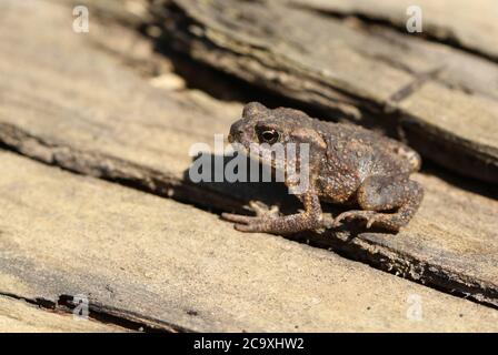 Ein niedliches kleines Baby Common Kröte, Bufo Bufo, Jagd nach Nahrung am Rande des Waldes. Stockfoto