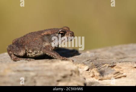 Ein niedliches kleines Baby Common Kröte, Bufo Bufo, Jagd nach Nahrung am Rande des Waldes. Stockfoto