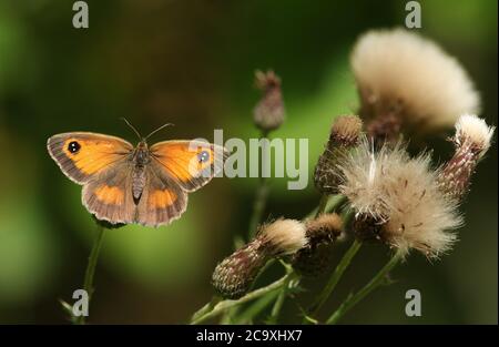 Ein atemberaubender Torhüter Schmetterling, Pyronia tithonus, ruht auf einer Distelpflanze, die sich im Sonnenschein erwärmt. Stockfoto