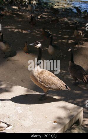 Kanadagans an der Havel in Berlin-Spandau Stockfoto