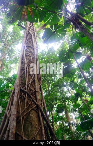 Strangler Fig zwischen Fächerpalmen, Cooper Creek Wildnis, Daintree Rainforest National Park, Queensland, Australien Stockfoto