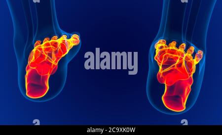 Menschliche Skelett Fußknochen Anatomie für medizinisches Konzept 3D Illustration Stockfoto