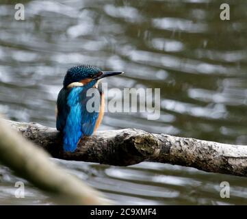 Gemeiner Eisvogel thront, Preening und Angeln auf dem Fluss Stockfoto