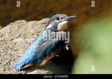 Gemeiner Eisvogel thront, Preening und Angeln auf dem Fluss Stockfoto