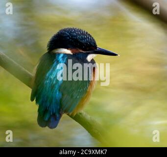 Gemeiner Eisvogel thront, Preening und Angeln auf dem Fluss Stockfoto