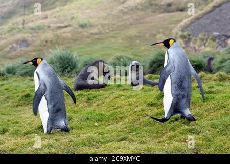 Königspinguine in Grytviken, Südgeorgien und den Südlichen Sandwichinseln Stockfoto