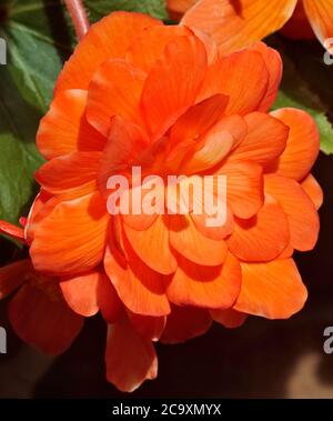 Begonia Aprikose Schattierungen Stockfoto