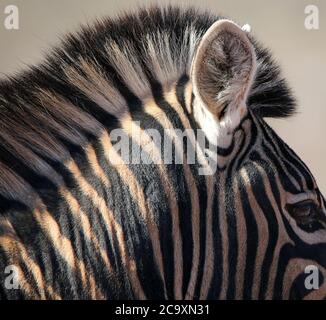Burchell's Zebra (Equus quagga) Seitenprofil) Stockfoto