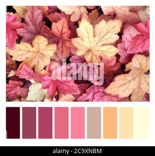 Farblich abgestimmte Palette mit kostenlosen Farbfeldern. Herbst Saison farblich passende Palette. Horizontaler Naturhintergrund mit Herbstblättern aus pur Stockfoto