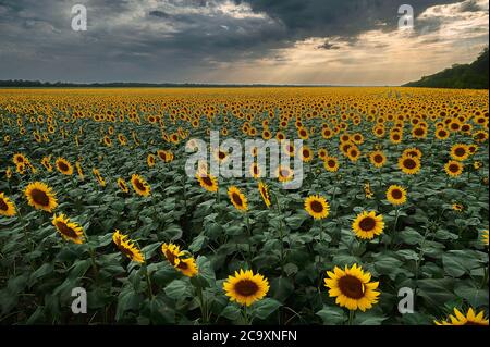 Eine gelbe Blume in einem Feld Stockfoto