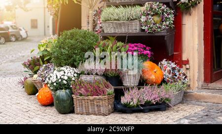 Herbst Dekoration mit Kürbissen und Blumen in einem Blumenladen auf einer Straße in einer europäischen Stadt Stockfoto