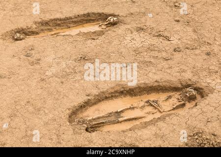 Archäologische Stätte der westgotischen Gräber in den Werken der AUTOBAHN A-12 in Grañón. August 2020. La Rioja. Spanien Stockfoto