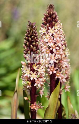 Nahaufnahme von Eucomis comosa 'Sparkling Burgundy'. Ananaslilie 'Sparkling Burgundy' blüht im Hochsommer Stockfoto