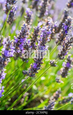 Lavendelblüten auf Lavendelfeld - Nahaufnahme mit selektivem Fokus Stockfoto