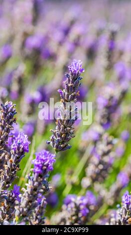 Lavendelblüten auf Lavendelfeld - Nahaufnahme mit selektivem Fokus Stockfoto