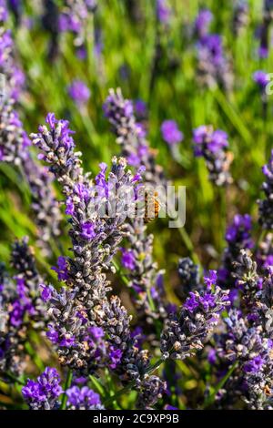Biene auf Lavendelblüte auf Lavendelfeld - Nahaufnahme mit selektivem Fokus Stockfoto