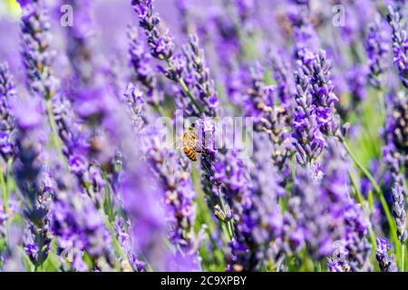 Biene auf Lavendelblüte auf Lavendelfeld - Nahaufnahme mit selektivem Fokus Stockfoto