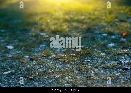 Herbstfrost auf dem Gras. Stockfoto